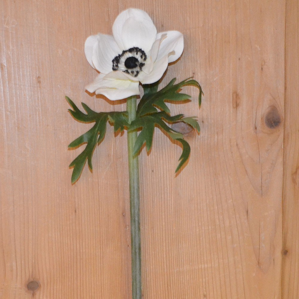 Mohn 45 cm