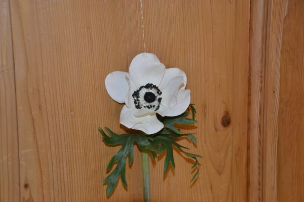 Mohn 45 cm