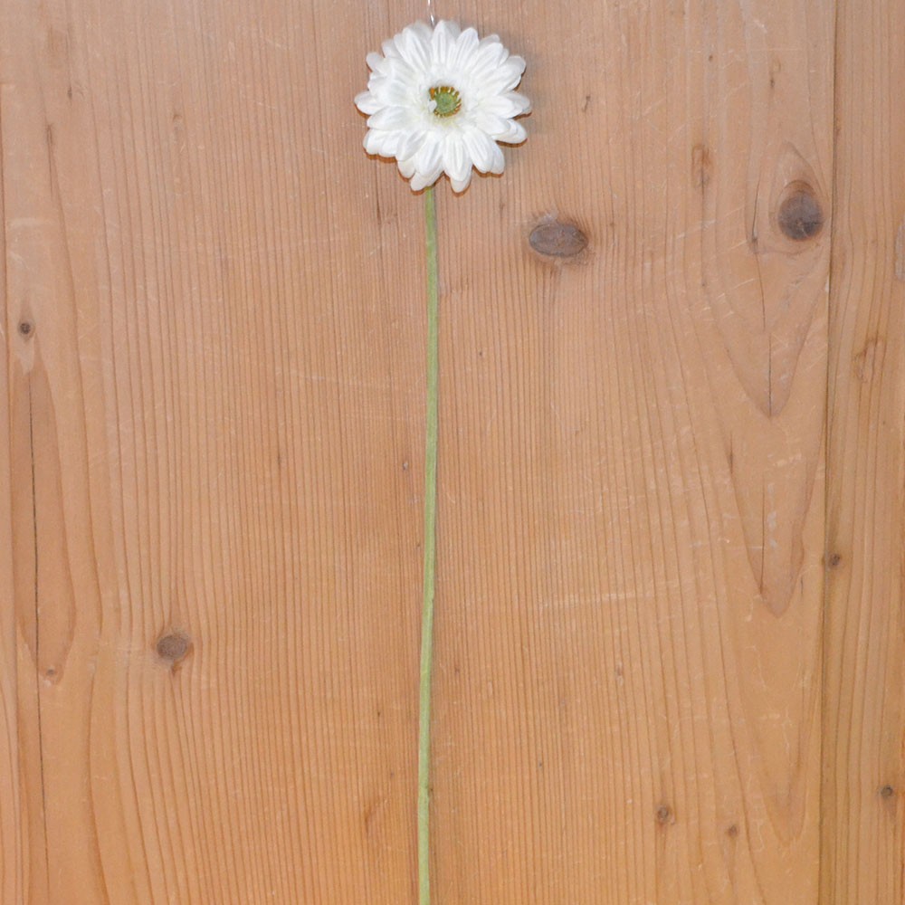 Gerbera