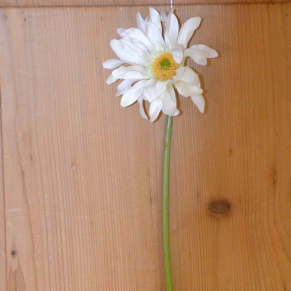 Gerbera 50 cm