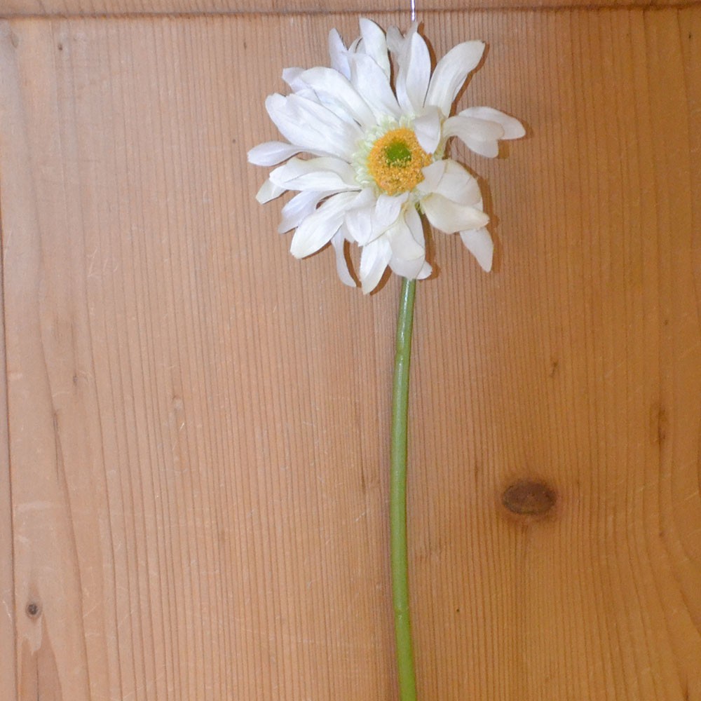 Gerbera 50 cm