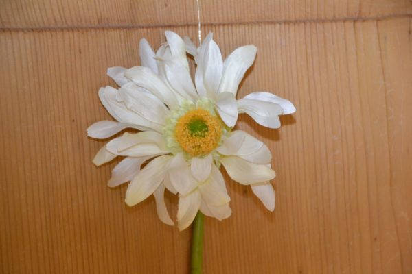 Gerbera 50 cm